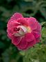 Rosa Ruffles Dream1